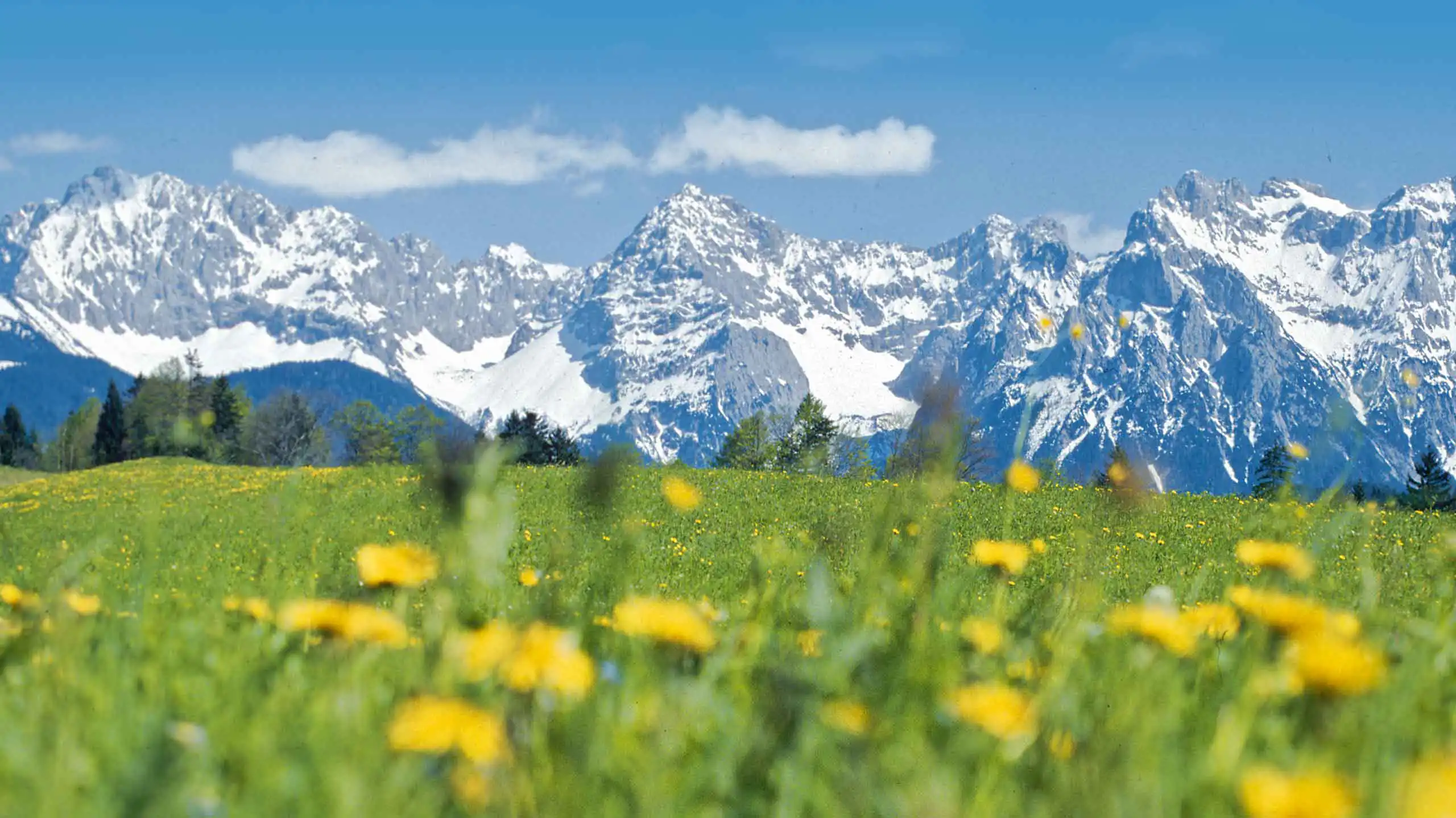 Schönes Bergpanorama Karwendelgebirge mit gelber Blumenwiese