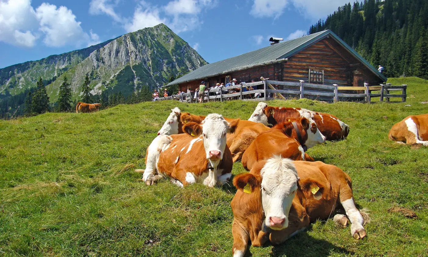 Krüner Alm mit Kühen